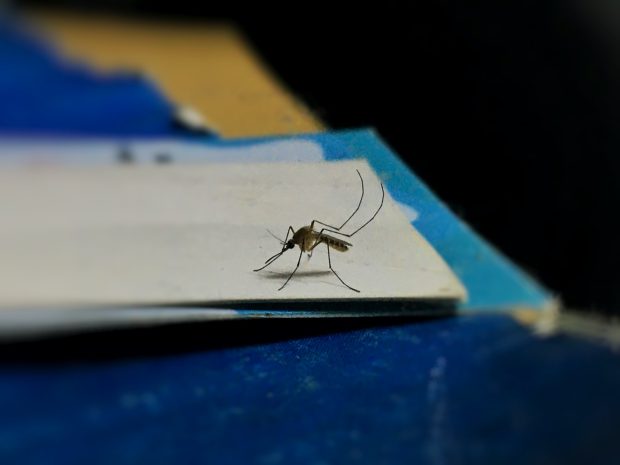 УКХСА: Опрез ако путујете у Азију због пораста инфекција које преносе комарци