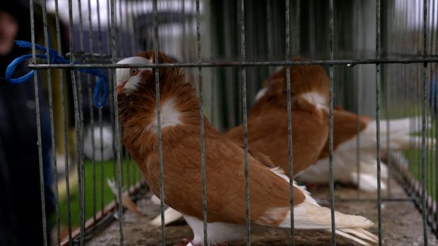 Смотра и такмичење новосадских раса голубова и других ситних животиња (ФОТО/ВИДЕО)