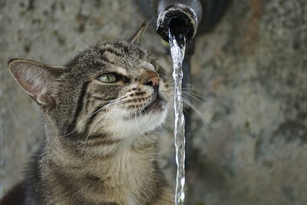Зашто мачке воле да пију воду са славине?