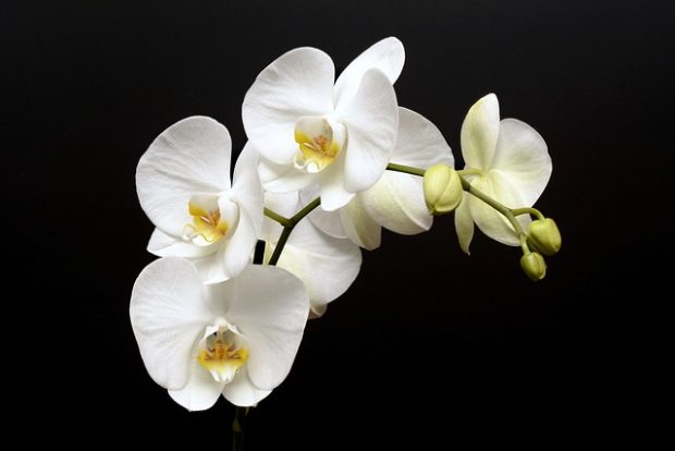 Нови тајни састојак за лепе и здраве орхидеје