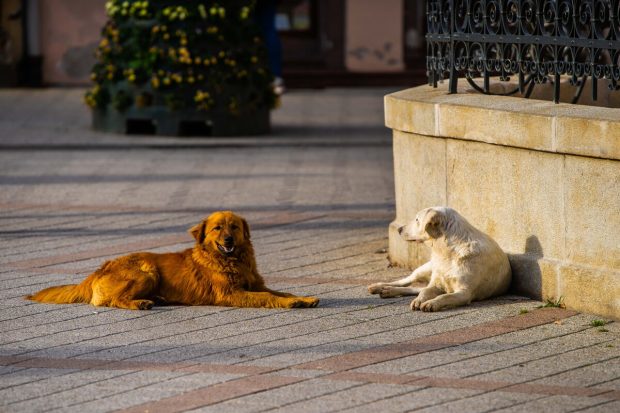 Удружење за заштиту животиња СПАНС апелује: Отрован власнички пас на Телепу! Ево шта да урадите уколико видите отров на улици
