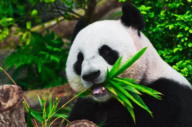 Зоолошки врт у Кини фарбао псе као панде