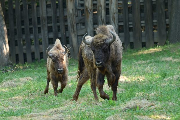 Национални парк Фрушка богатији за још два бизона (ФОТО)