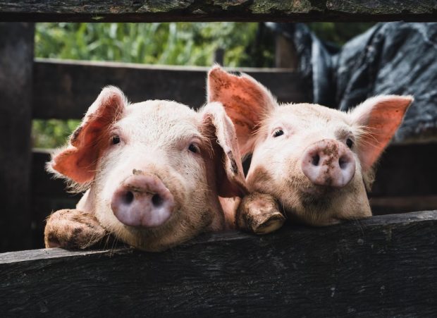 Данска преполовила производњу свињетине због енергената