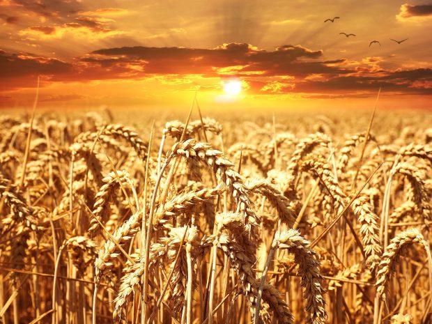 Веће цене пшенице и кукуруза, сунцокрет јефтинији