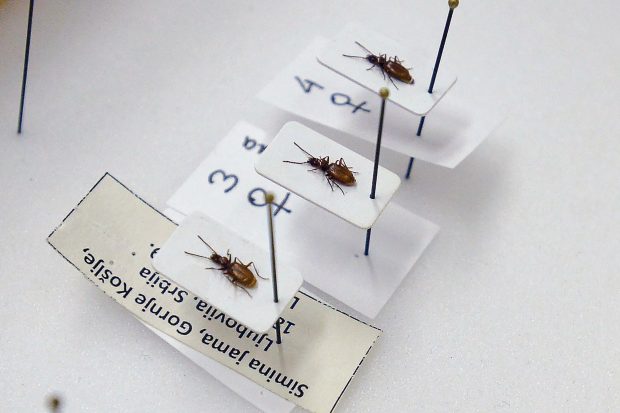 Нови инсект пронађен у Србији назван по Ђоковићу