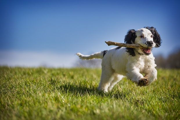 Да ли знате да играње са вашим псом вам може побољшати друштвени живот?