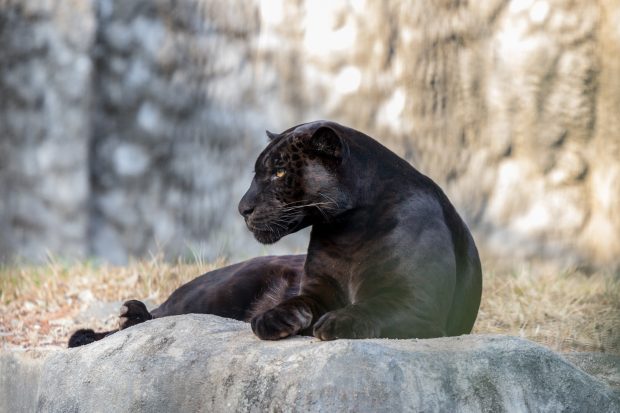 Путања кретања црног пантера: Одакле је дошао и куда се упутио? (МАПА)