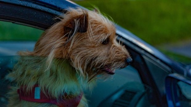 У којим аутомобилима пси више воле да се возе?