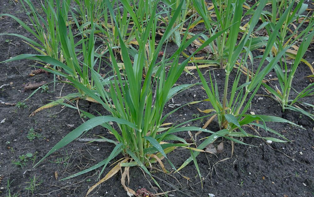 РЦ Косовска Митровица: Здравствено стање усева озиме пшенице и јечма
