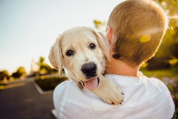 Да ли нас пси разумеју када им кажемо да их волимо?