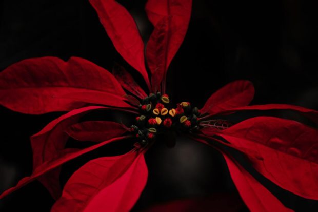 Најпопуларнија биљка током празника: Како се чува божићна звезда?