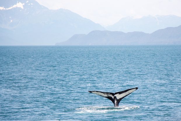 Женка грбавог кита сломљених леђа препливала Пацифик