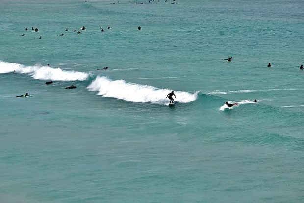 Сиднејске плаже затворене након напада ајкула на делфина