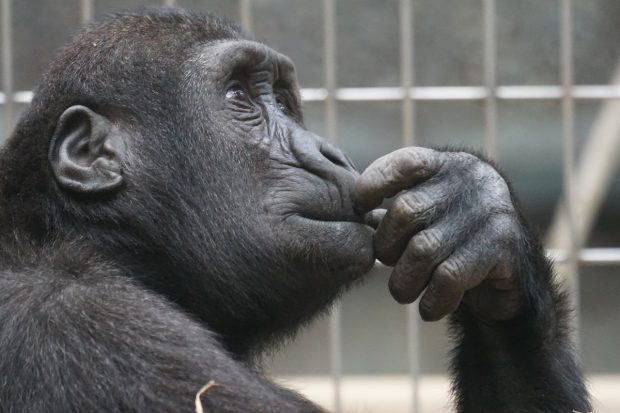 Научници: Људи задржали способност да разумеју гестове које користе мајмуни