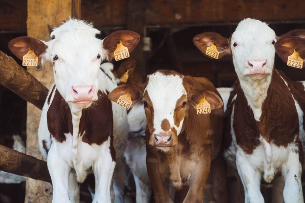 Случај крављег лудила откривен на фарми у Холандији