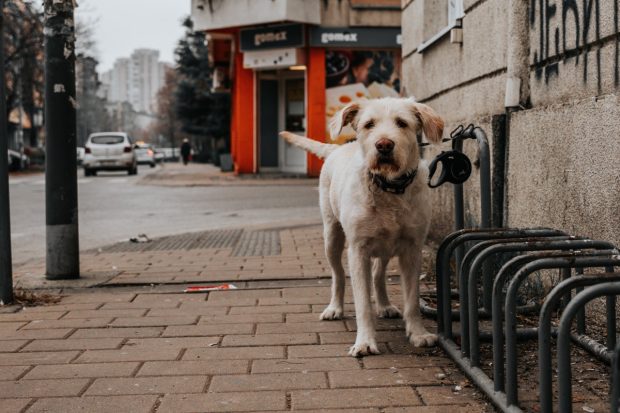 Корисници немачке железнице могу сада онлајн да купе карте за псе