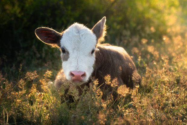 У Шпанији откривен случај болести лудих крава