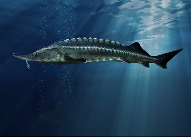 Титанска риба која је некада била краљица Дунава и главна мета новосадских рибара