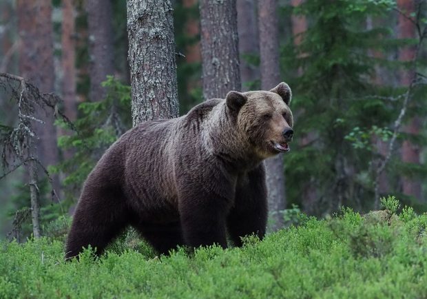 У Шкофијанцу медвед напао шетача са псом, па побегао у шуму