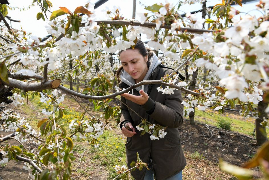 РЦ Кикинда: Појава лисних пипа у засадима јабучастог воћа