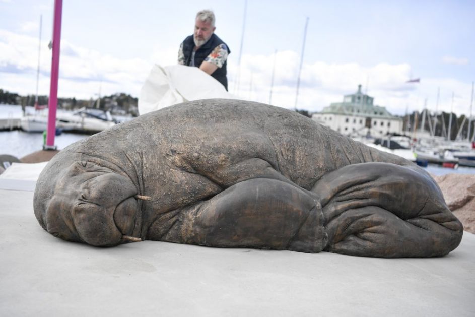 Норвешка: Откривена скулптура моржа Фреја у природној величини