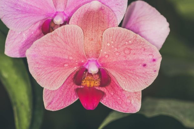 Како да правилно узгајате орхидеју