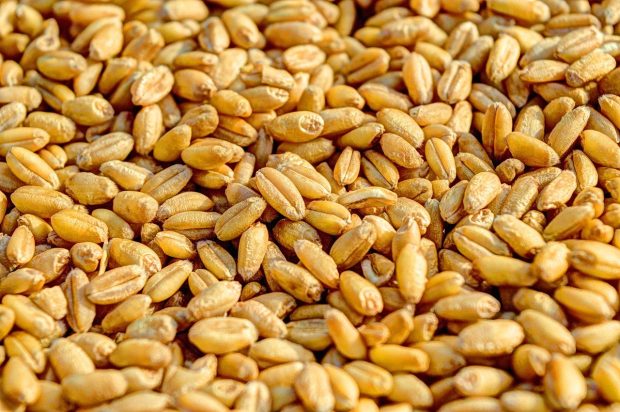 На Продуктној берзи највише се трговало пшеницом, цене у паду