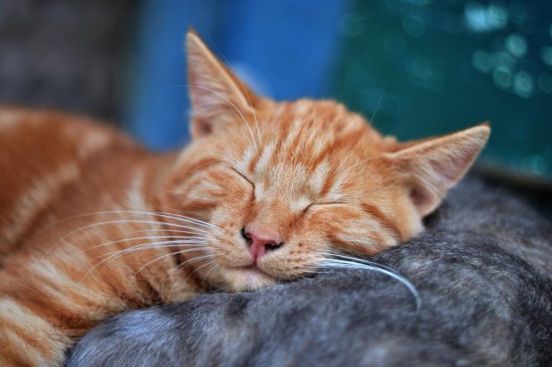 То им је омиљено: Зашто мачке обожавају да спавају код власника
