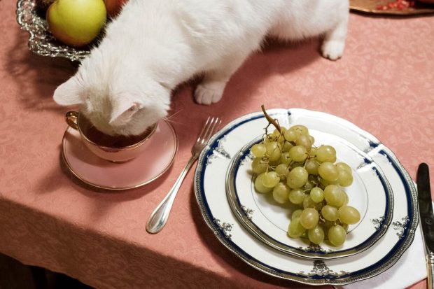 Колико често треба хранити мачку? Ово су главни фактори