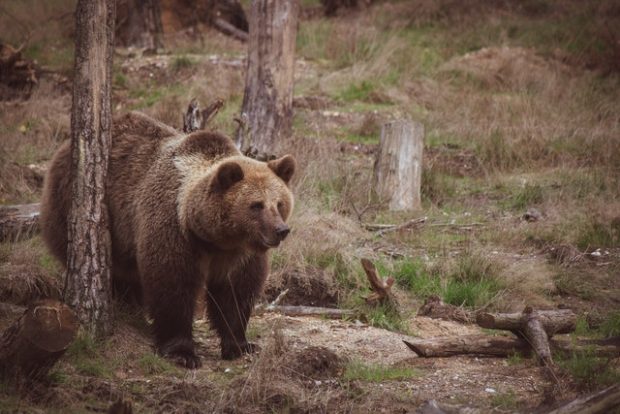 Мрки медвед примећен у околини Никшића