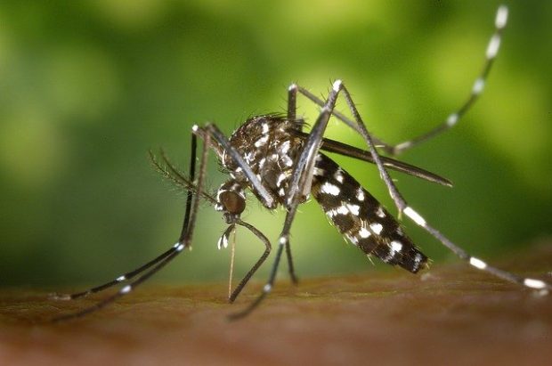 Који људски мирис највише привлачи комарце?