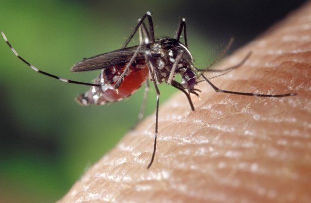Направите сами свој спреј против комараца на природнох бази