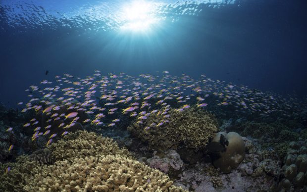 Корални гребени у Пацифику крију милионе бактерија