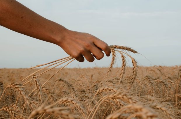 Боља понуда пшенице – али слабија тражња