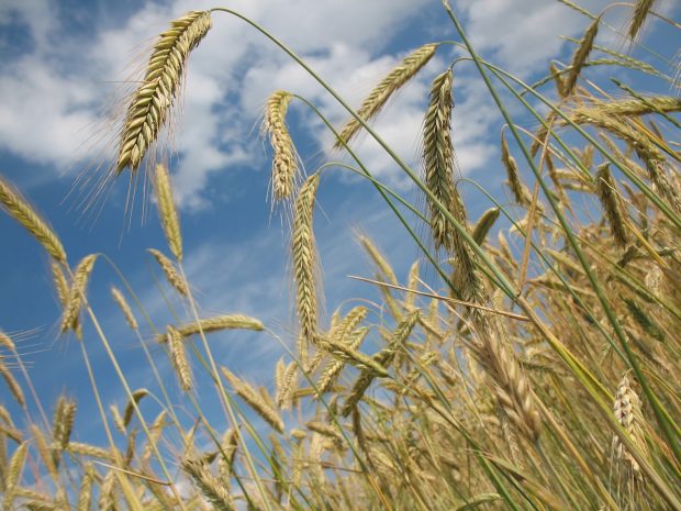 Цена пшенице на берзи порасла а цене осталих житарица наставиле да падају