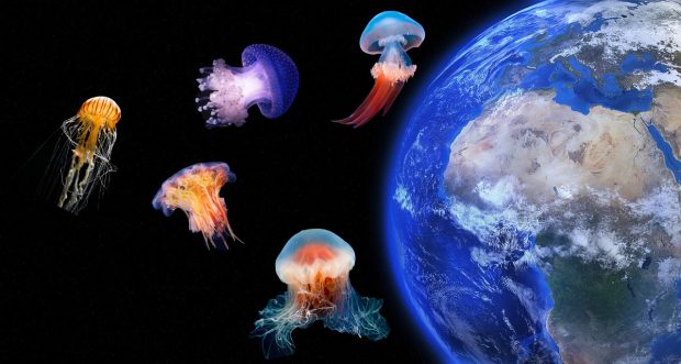 Необичан експеримент: НАСА послала хиљаде медуза у свемир