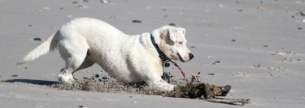 Правила лепог понашања на плажама за псе