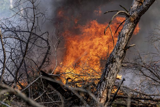 Шумски пожар већих размера захватио је грчко острво Евија, саопштили су данас ватрогасци.