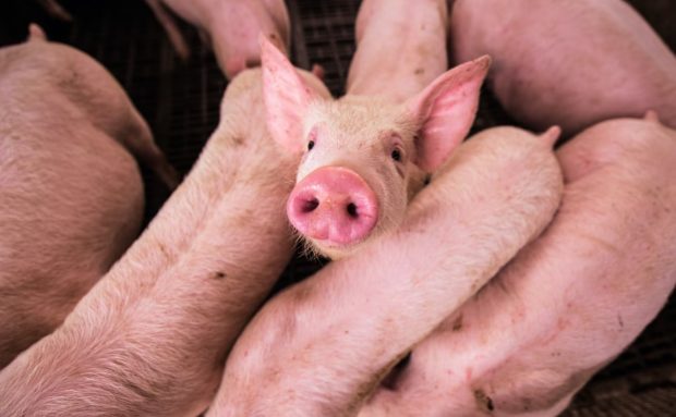 Произвођачи меса у страху од афричке куге свиња