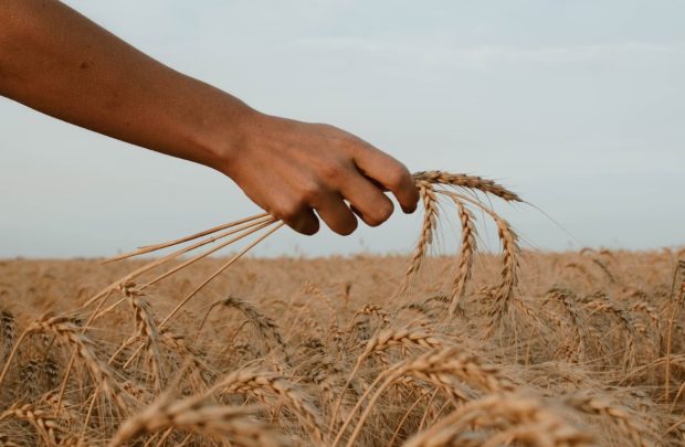 Русија има велике залихе пшенице – прети даљи пад цена