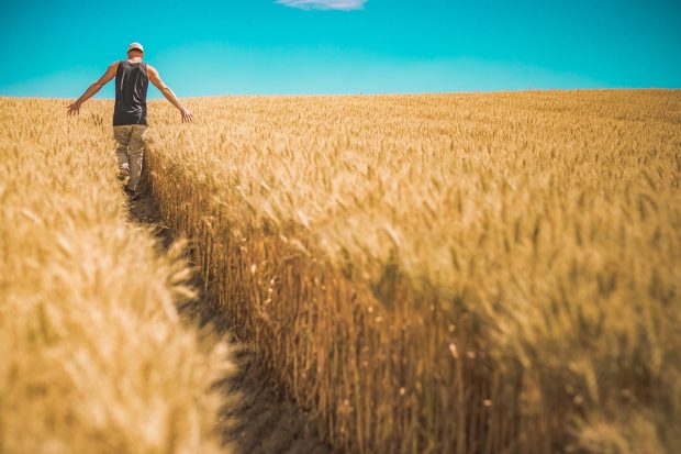 Држава откупљује пшеницу новог рода