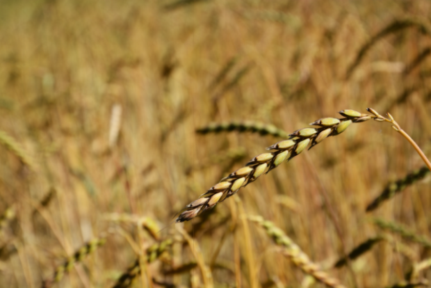 Европски званичници осудили одлуку Русије да изађе из споразума о извозу жита