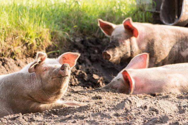 За угинуле и убијене свиње предвиђена је пуна финансијска надокнада