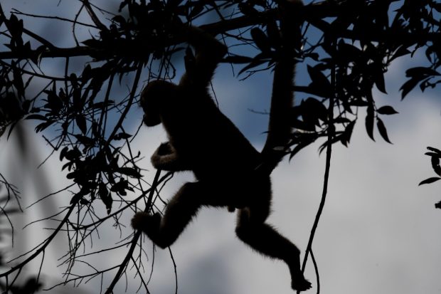 Мајмун побегао чувару, направио панику у судници (ВИДЕО)