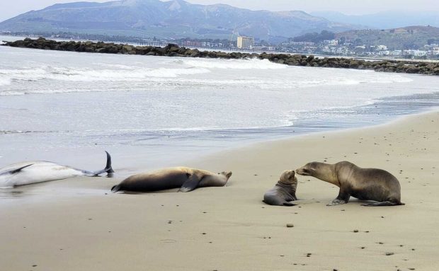 Спасавање калифорнијских морских лавова и делфина од токсичних алги