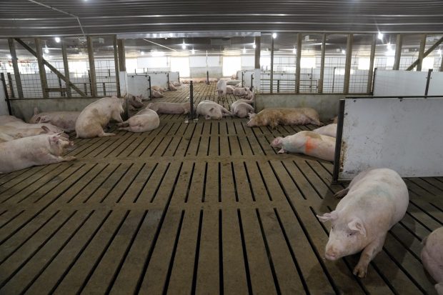 Република Српска: За откуп здравих свиња издвојено четири милиона КМ