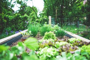 Како да засадите и негујете зачинску башту у свом дому