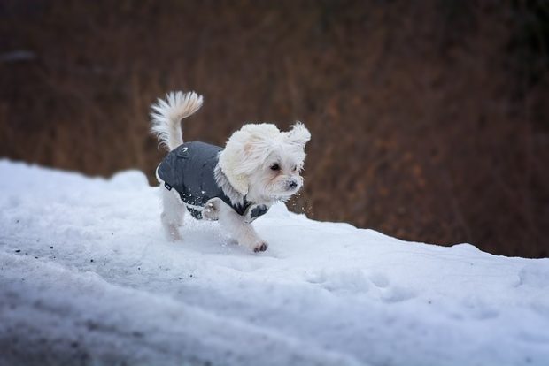 Све што треба да знате о шетању паса зими