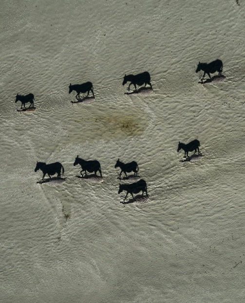 Фотографија године Националне географије: Ово нису црни коњи, видите сенке зебри